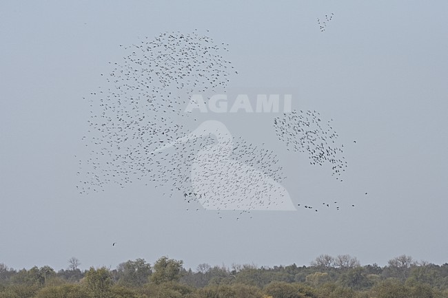 Ruff large flock flying; Kemphaan grote groep vliegend stock-image by Agami/Jari Peltomäki,