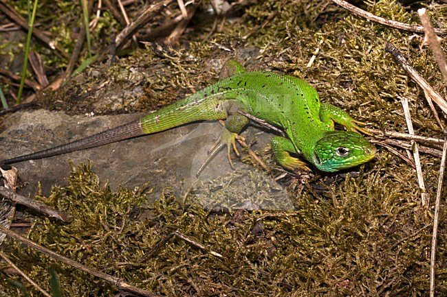 Mannetje Westelijke smaragdhagedis; Male Western Green Lizard stock-image by Agami/Rob Olivier,