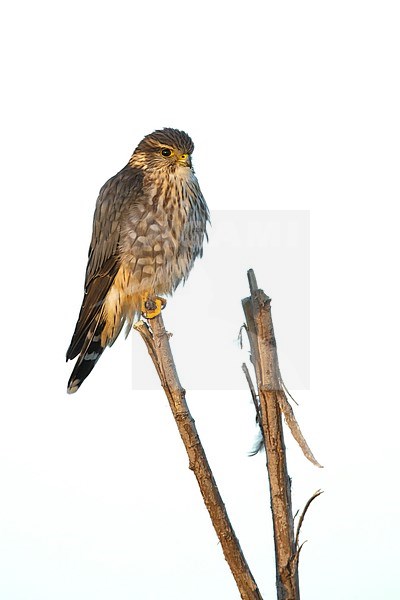 Adult male American Merlin (Falco columbarius columbarius) wintering in Riverside County, California, in November. Perched on a dead branch against a white background. stock-image by Agami/Brian E Small,