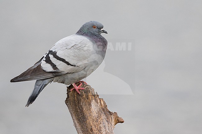 Feral Pigeon - Straßentaube -  Columba livia domestica, Germany (Baden-Württemberg), adult stock-image by Agami/Ralph Martin,