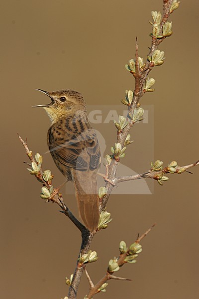 Common Grasshopper Warbler male singing; Sprinkhaanzanger man zingend stock-image by Agami/Menno van Duijn,