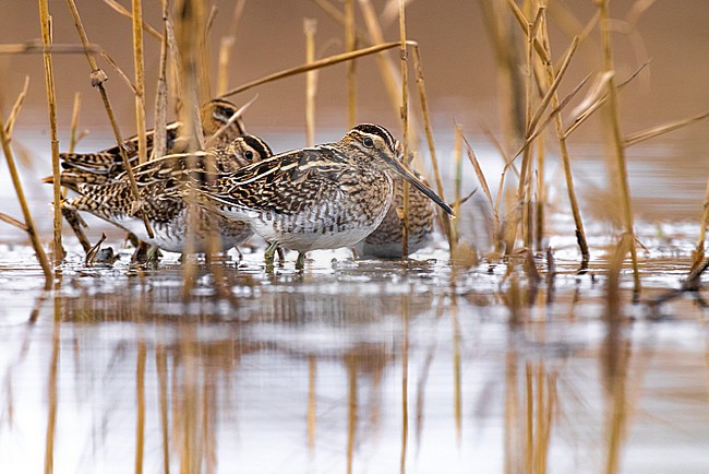 Common Snipe (Gallinago gallinago) in Italy. stock-image by Agami/Daniele Occhiato,