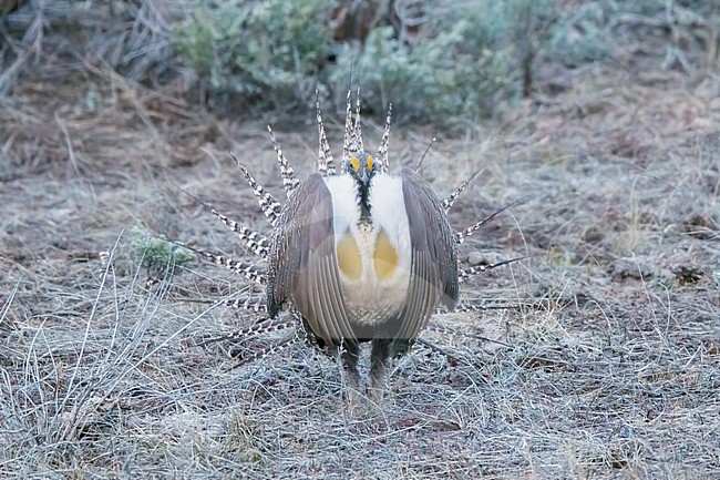 Adult male Gunnison Grouse, Centrocercus minimus
Gunnison Co., Colorado, USA. stock-image by Agami/Brian E Small,