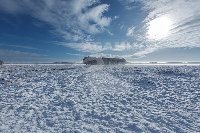 Besneeuwd landschap, Landscape with snow stock-image by Agami/Wil Leurs,