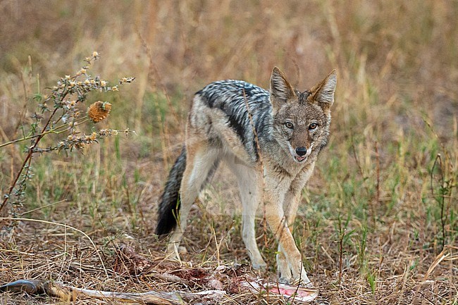 A black-backed jackal, Canis mesomelas, feeding on a carcass. Savuti, Chobe National Park, Botswana stock-image by Agami/Sergio Pitamitz,
