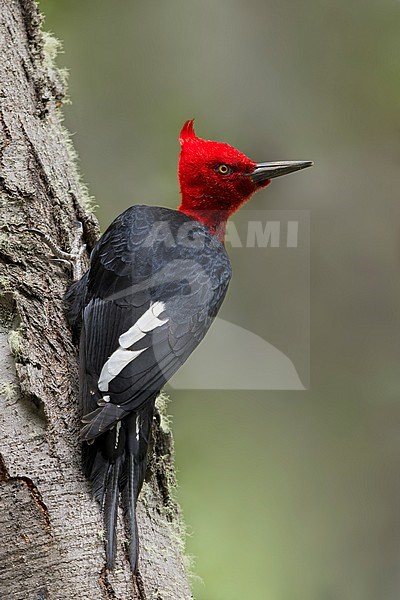 A male Magellanic Woodpecker (Campephilus magellanicus) Perched on the side of a trunck in Argentina stock-image by Agami/Dubi Shapiro,