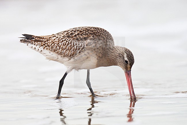 Eerste winter Rosse Grutto foeragerend op het strand; First winter Bar-tailed Godwit foraging on the beach stock-image by Agami/Arnold Meijer,
