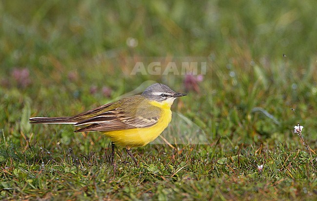 Volwassen mannetje Gele Kwikstaart, Adult male Western Yellow Wagtail stock-image by Agami/Karel Mauer,