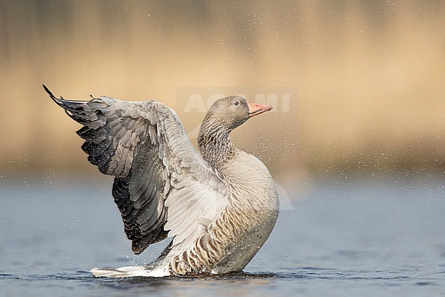 Grauwe gans laat zijn vleugels zien; Greylag Goose opens his wings; stock-image by Agami/Walter Soestbergen,