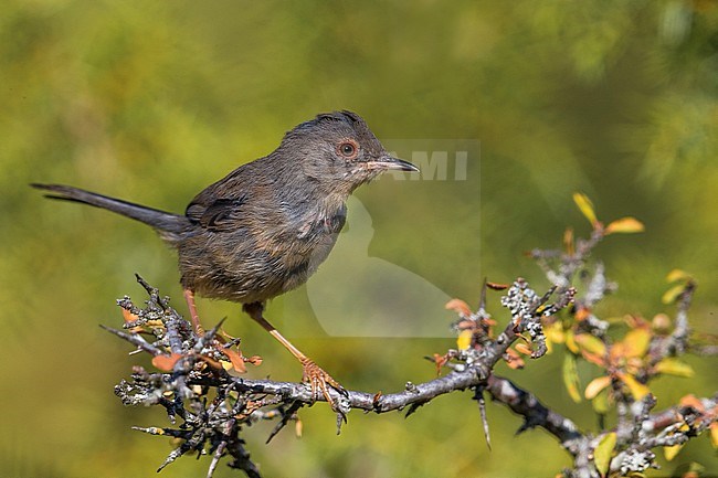 Worn juvenile Dartford Warbler, Sylvia undata) in Italy. Perched on top of a bush. stock-image by Agami/Daniele Occhiato,