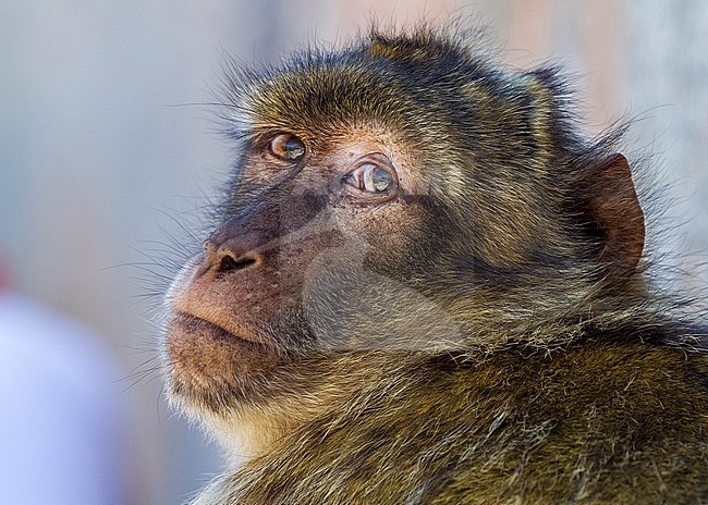 Barbary Macaque sitting in top the Rock of Gibraltar. August 2015. stock-image by Agami/Vincent Legrand,