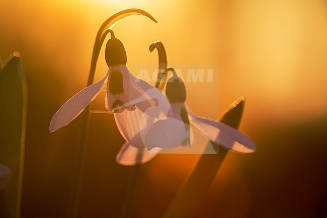 Greater Snowdrop; Galanthus elwesii, Groot sneeuwklokje stock-image by Agami/Wil Leurs,