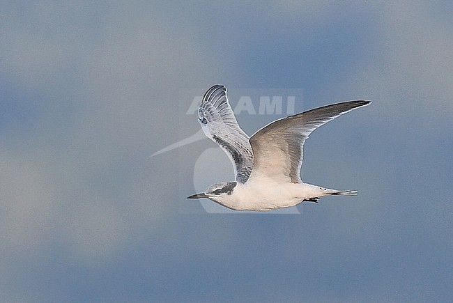 Juvenile Black-naped Tern, Sterna sumatrana, in West Papua, Indonesia. stock-image by Agami/Laurens Steijn,