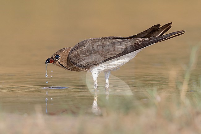 Drinking Collared Pratincole stock-image by Agami/Onno Wildschut,