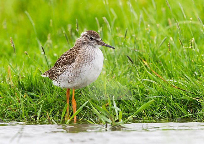 Jonge Tureluur, Common Redshank juvenile stock-image by Agami/Roy de Haas,