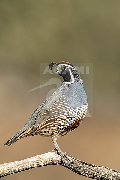 Adult male
Santa Barbara Co., CA
November 2022 stock-image by Agami/Brian E Small,