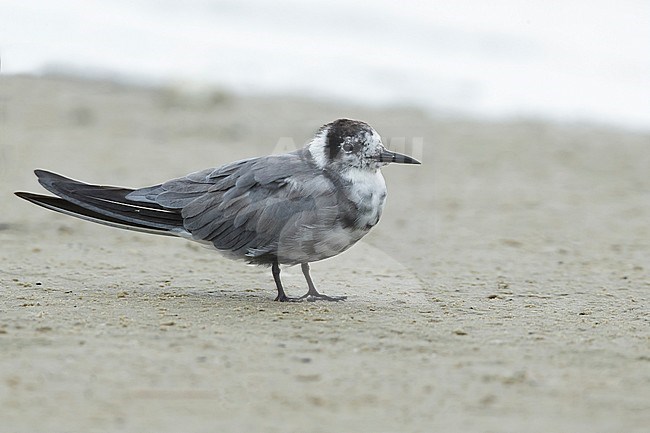 Adult American Black Tern (Chlidonias niger surinamensis) in transition to breeding plumage on beach at Galveston County, Texas, USA, in April 2016. stock-image by Agami/Brian E Small,