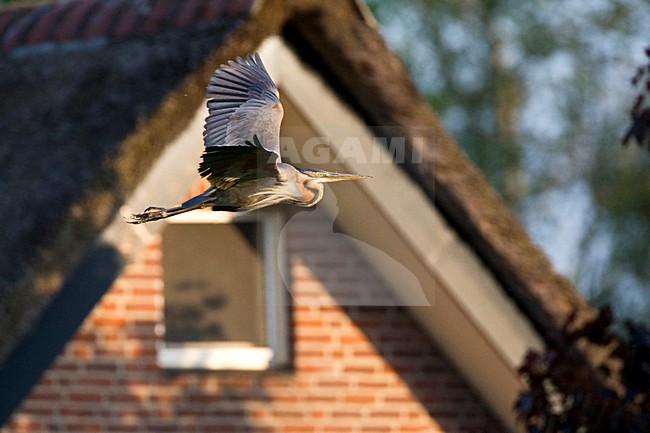 Adulte Purperreiger; Purple Heron stock-image by Agami/Marc Guyt,