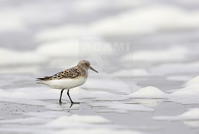 Drieteenstrandloper, Sanderling, Calidris alba stock-image by Agami/Arie Ouwerkerk,