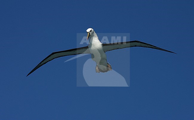 Adult Atlantic Yellow-nosed Albatross (thalassarche chlororhynchos) in the Southern Atlantic Ocean. Hanging in mid air. stock-image by Agami/Marc Guyt,