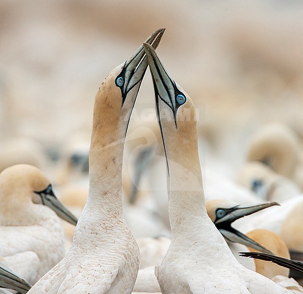 Cape Gannet (Morus capensis) al Lamberts Bay, South Africa. Two birds displaying. stock-image by Agami/Marc Guyt,