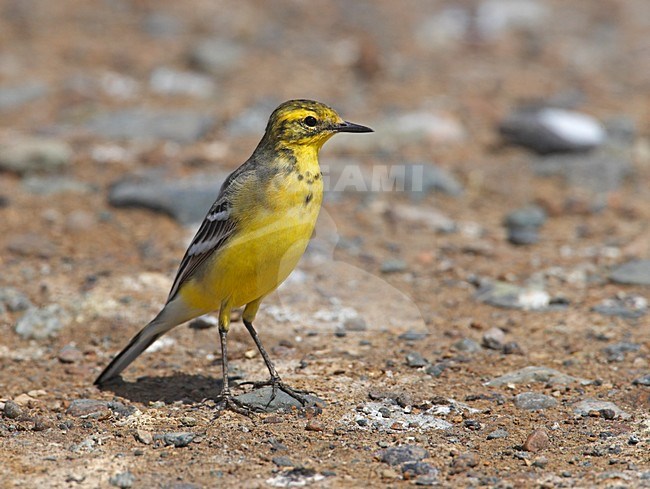 Citrine Wagtail standing; Citroenkwikstaart staand stock-image by Agami/Markus Varesvuo,