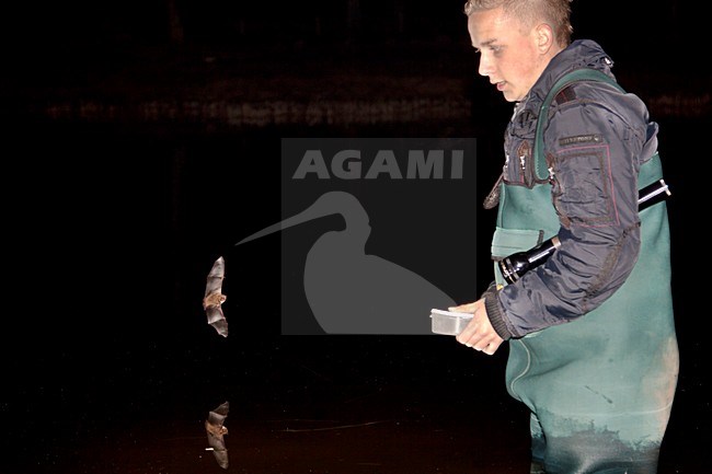 Vleermuisonderzoekermet watervleermuis, Batresearcher with daubenton's Bat stock-image by Agami/Theo Douma,