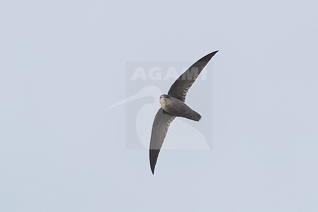 Chimney Swift (Chaetura pelagica) flying over the vila do Corvo, Corvo, Azores, Portugal. stock-image by Agami/Vincent Legrand,