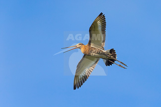 Grutto; Black-tailed Godwit; stock-image by Agami/Daniele Occhiato,