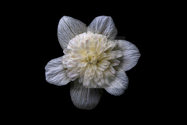 Double Windflower, Anemone nemorosa 'Vestal' stock-image by Agami/Wil Leurs,