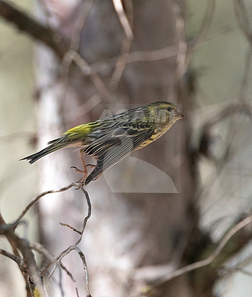 Male European Serin (Serinus serinus) taking off from a pine tree branch n central Spain. Showing its yellow rump. stock-image by Agami/Marc Guyt,