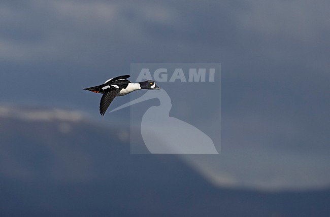 Vliegend mannetje IJslandse Brilduiker, Male Barrow's Goldeneye in flight stock-image by Agami/Markus Varesvuo,