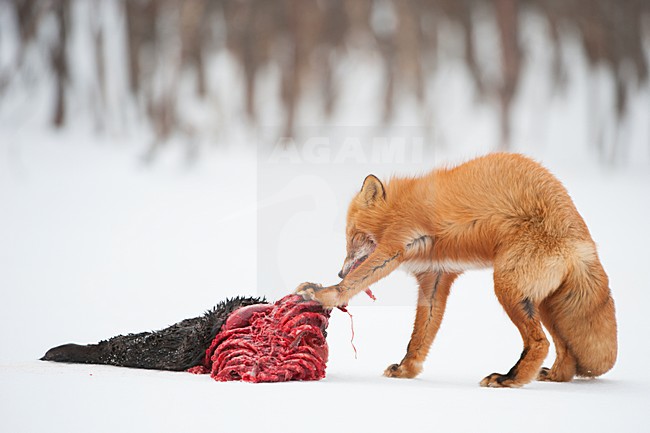 Vossen met prooi in de sneeuw, Red Foxs with prey in the snow stock-image by Agami/Sergey Gorshkov,