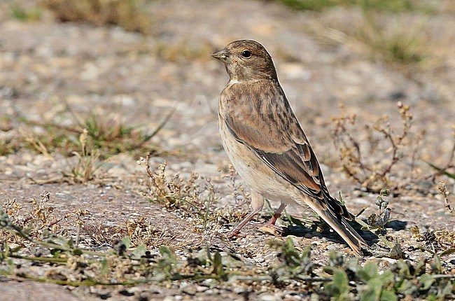 Common Linnet (Carduelis cannabina), first calendar year standing, seen from the side. stock-image by Agami/Fred Visscher,