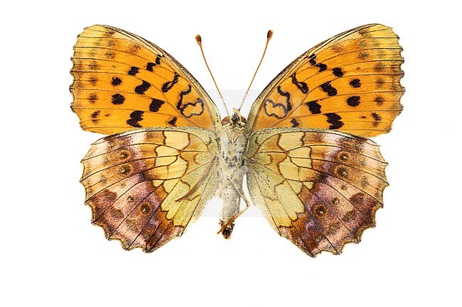 Marbled Fritillary, Braamparelmoervlinder, Brenthis daphne stock-image by Agami/Wil Leurs,