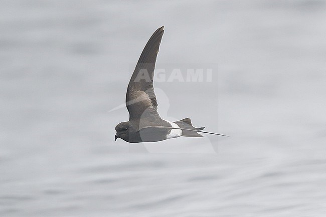 Wilson's storm petrel (Oceanites oceanicus) flying, with the sea as background. stock-image by Agami/Sylvain Reyt,