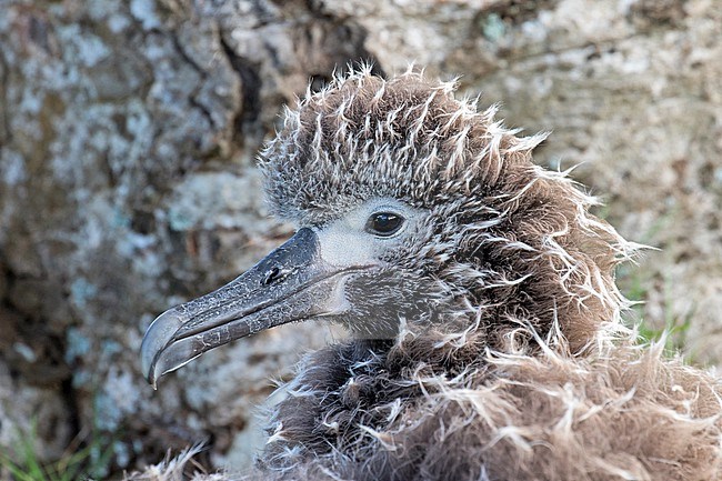 Juvenile Laysan Albatross (Phoebastria immutabilis) on Kauai island, Hawaii, United States. Resting on a lawn. stock-image by Agami/Pete Morris,