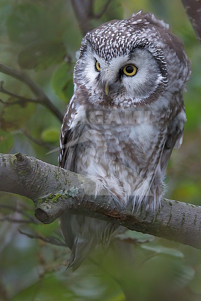Tengmalm's Owl (Aegolius funereus) front view of a bird perched on alder, in Finland stock-image by Agami/Kari Eischer,