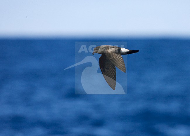 Band-rumped Storm-petrel flying;  Madeirastormvogeltje vliegend stock-image by Agami/Marc Guyt,