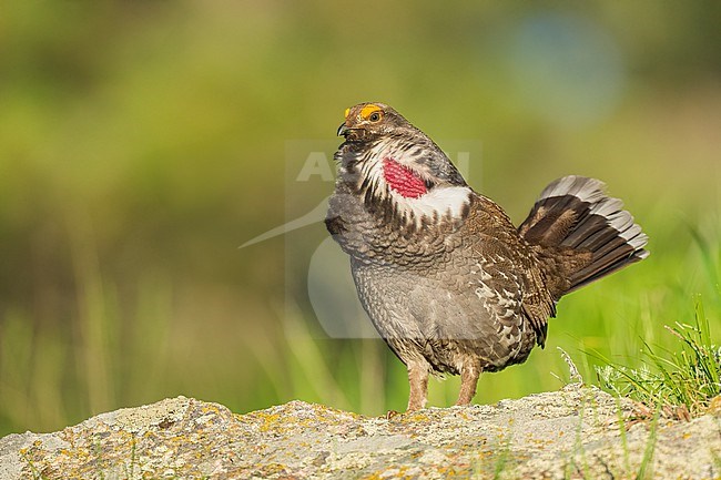 Adult male
Boulder Co., CO
June 2023 stock-image by Agami/Brian E Small,