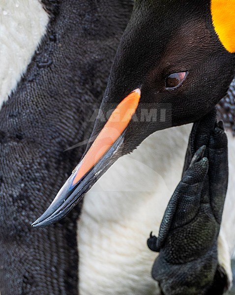 Extreme closeup of an adult King Penguin (Aptenodytes patagonicus halli) scratching its head on the beach of Macquarie Island, Australia. Bird is having an itch. stock-image by Agami/Marc Guyt,