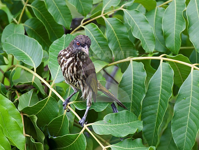 Palmtapuit, Palmchat stock-image by Agami/Roy de Haas,