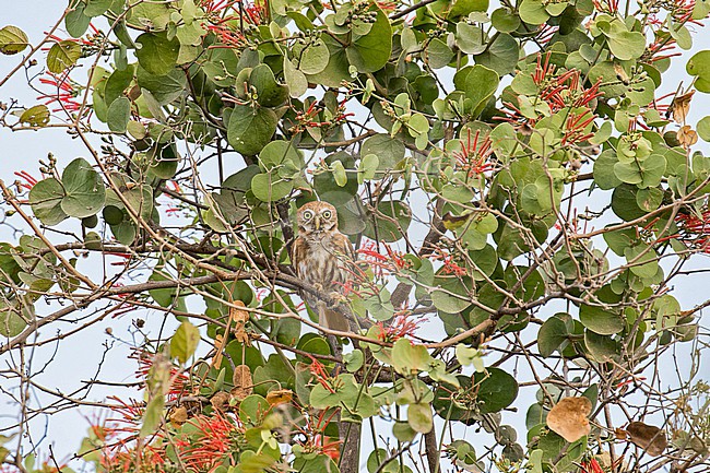 Pacific pygmy owl (Glaucidium peruanum) in Peru. Also known as Peruvian pygmy owl. stock-image by Agami/Pete Morris,