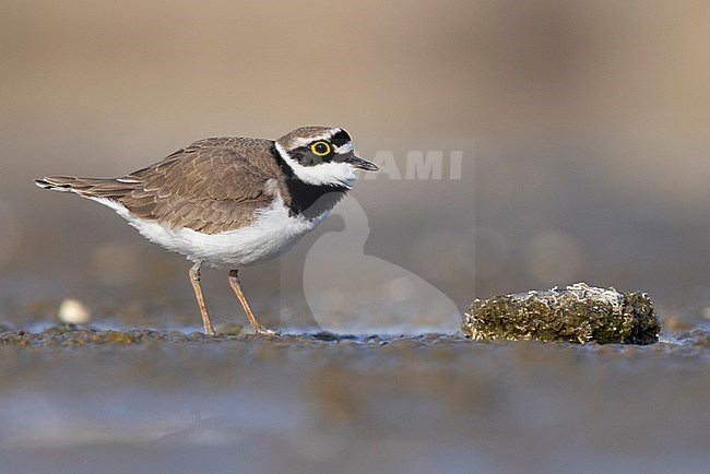 Little Ringed Plover (Charadrius dubius), side view of an adult male standing on the mud, Campania, Italy stock-image by Agami/Saverio Gatto,