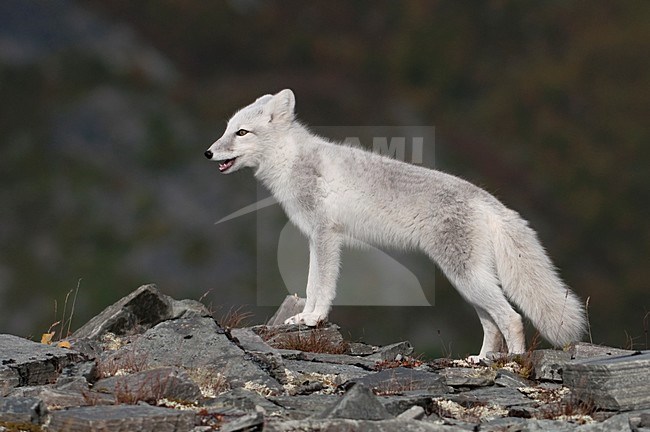 Poolvos in wintervacht; Arctic Fox in winter coat stock-image by Agami/Han Bouwmeester,