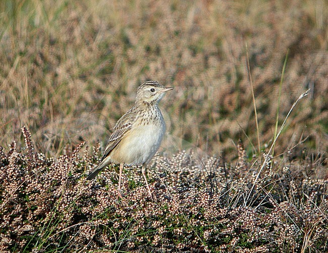 First-winter Blyth's Pipit (Anthus godlewskii) standing on the ground on Ouessant island in France. stock-image by Agami/Aurélien Audevard,