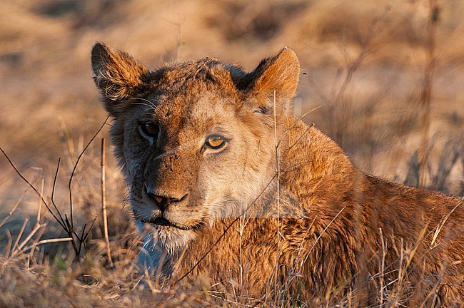 Portrait of a young lion, Panthera leo, resting in golden sunlight. Okavango Delta, Botswana. stock-image by Agami/Sergio Pitamitz,