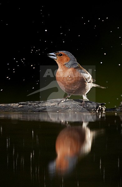 Mannetje Vink; Male Common Chaffinch stock-image by Agami/Markus Varesvuo,