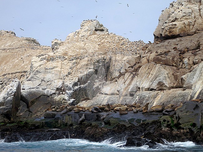 Seabid colony on a rocky island for the pacific coast of Lima, Peru. South American sea lions (Otaria flavescens) resting on the rocks. stock-image by Agami/Marc Guyt,