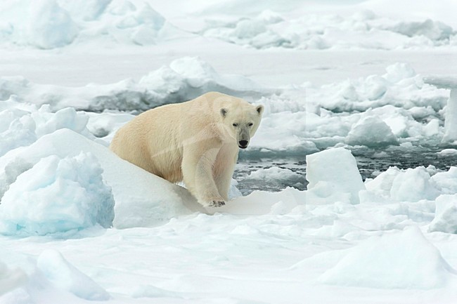 Volwassen IJsbeer op pakijs, Polar Bear adult at pack ice stock-image by Agami/Roy de Haas,